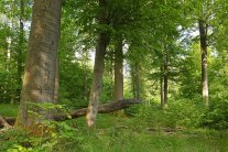 Buchenwald mit Totholz (© Stephan Thierfelder)