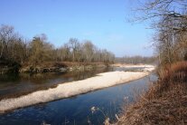 Flusslauf mit Kiesbank im Auwald (© Felix Brundke)