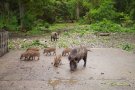 Wildschweine mit Frischlingen im Wald