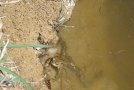 Kröten im Wasser
