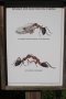 Tafel mit Ameisengrafik
