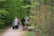 Familie geht im Wald mit Kinderwagen spazieren
