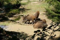 Vier junge Wildschweine liegen oder stehen im schlammigen Dreck umgeben von jungen Fichten 