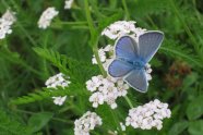Bläuling - blauer Schmetterling - sitzt auf weißer Blume
