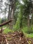 Zuwachsende Rückegasse im MUNA Wald