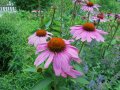 Echinacea (Sonnenhut)