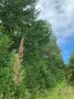 Gemischter Bestand im MUNA Wald