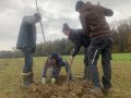 Junge Männer setzen einen Baum