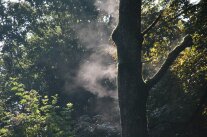 Im Fokus steht ein Baum umgeben von Wald, der dampft