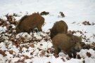 Drei Wildschweine auf einer Wiese im Winter mit Schnee, die nach Futter wühlen