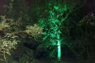 in der Nacht illuminierter Baum