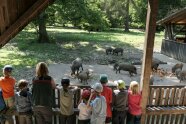 Neun Kinder und eine Erwachsene stehen vor einem Zaun und schauen Wildschweinen bei fressen zu.
