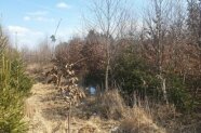 verschiedene junge Waldbäume zusammenstehend mit einem Gras bewachsenenen Weg in der Mitte