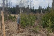 Mannshohe Naturverjüngung im Vordergrund, Altbestand aus Fichte im Hintergrund