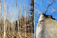 Junger Wald im Herbst mit blauen Himmel im Hintergrund und Baum von unten hoch fotographiert