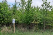 2 bis 5 Meter hoher Eichen-Buchenjungbestand mit blauen Himmel und einem Pfosten mit der Zahl 3