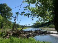 Totholz an der Isar