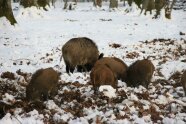 Fünf Wildschweine die im Schnee die Erde umwühlen