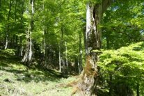 Blick in einen Wald