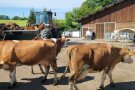 Mehrere Kühe stehen auf einer Weide