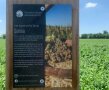 Hinweisschild Quinoa-Anbaufläche bei Feldmoching