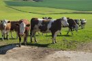 Mehrere Kühe stehen auf einer Weide