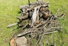 Zweige, Äste und Schnittholz liegen auf einer Wiese