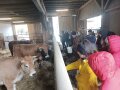 Kühe im Stall mit Besucher