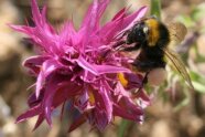 Acker-Wachtelweizen mit Erdhummel