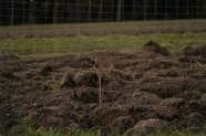 Hecke wird neu angelegt