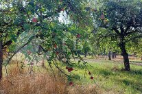 Obstbäume auf einer Wiese