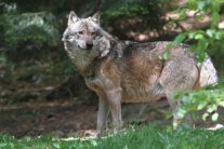 Wolf steht im Wald 